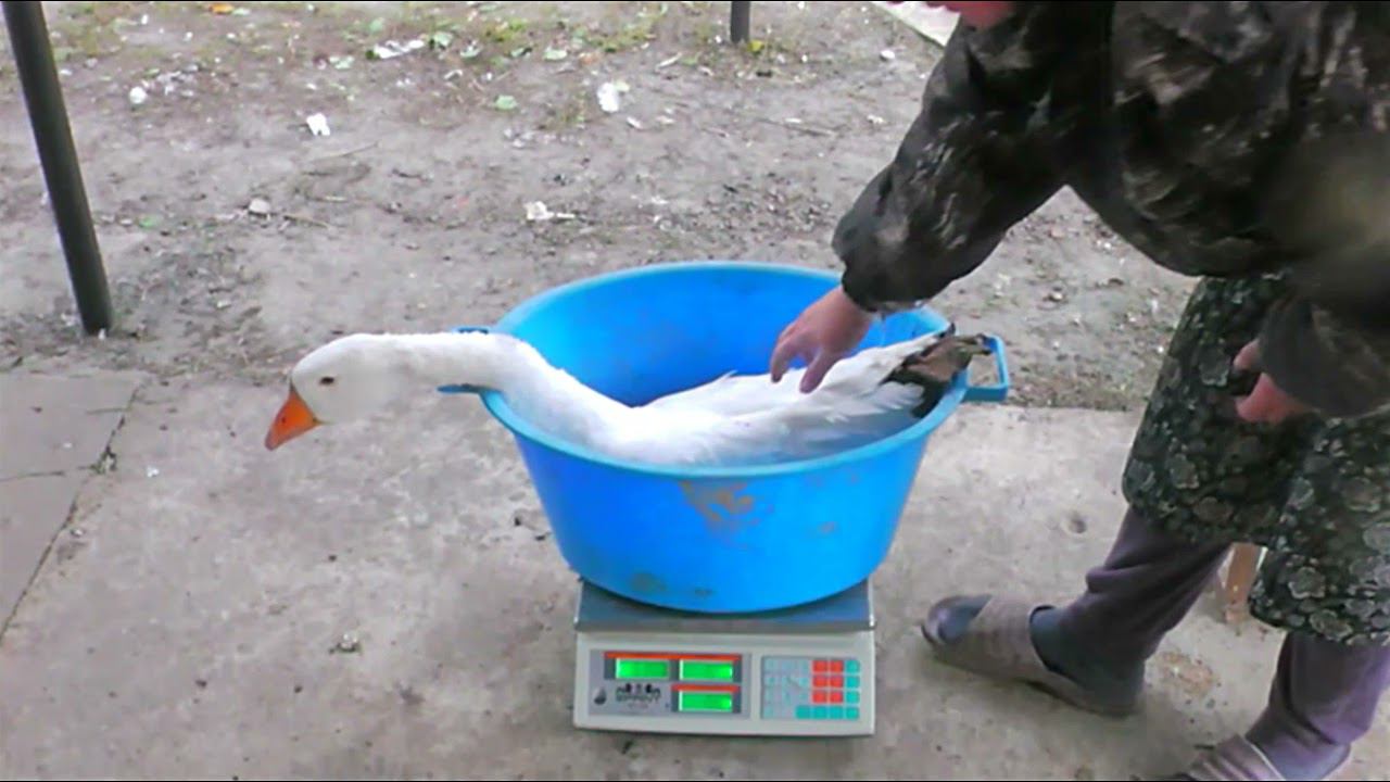 ГУСИ. ВЗВЕШИВАНИЕ В 3 МЕСЯЦА И 4,5 смотреть онлайн