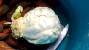 Секрет- 1 домашний комбикорм для кур и перепелов. Морковь, капуста в корме птицы