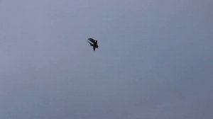 Старониколаевские, Белокалитвинские Торцовые голуби.