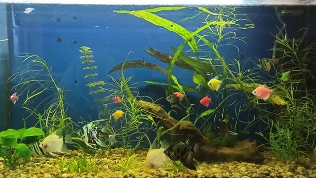 Аквариум, заболевания аквариумных рыбок, водные растения. смотреть онлайн