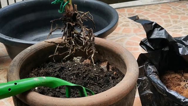 WHY ANTHURIUM NOT BLOOMING OR FLOWERING | HOW TO REVIVE From ROOT ROT