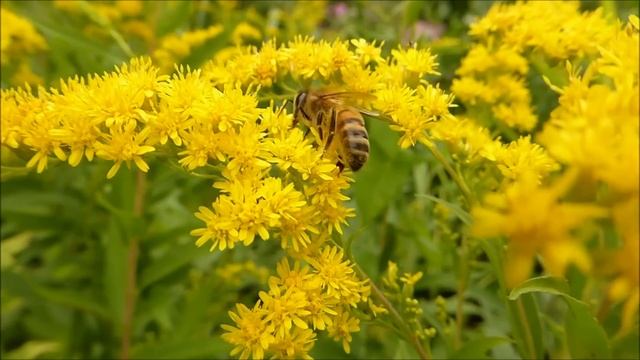 Kafka’s Genius Philosophy смотреть онлайн