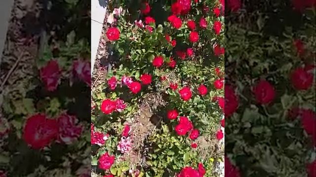 АНТАЛИЯ КРАЙ ЦВЕТОВ!ДАМАССКАЯ РОЗА! смотреть онлайн