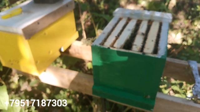 Подготовка маток и нуклеусов к инструментальному осеменению. смотреть онлайн