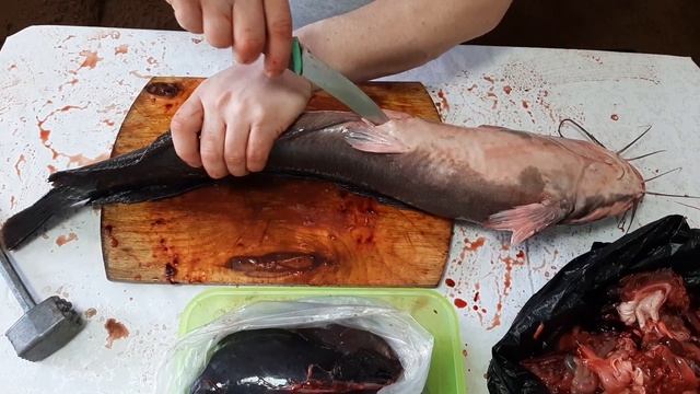 Клариевый сом.Результаты 1,5 лет.Мини узв для клариевого сома. смотреть онлайн