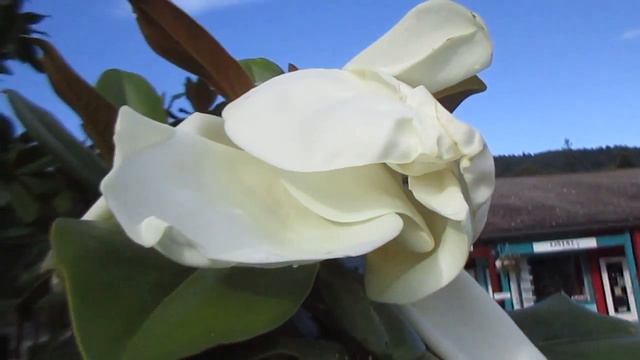 Magnolia grandiflora flower /Canada смотреть онлайн