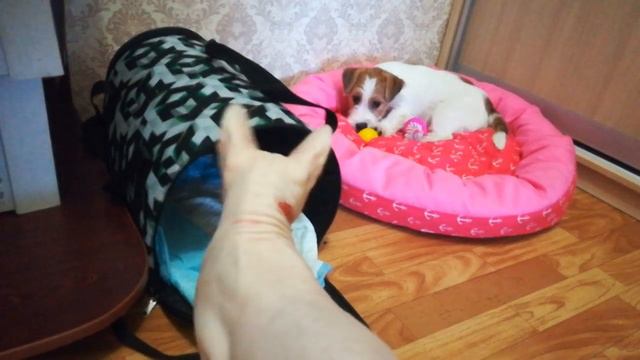 Фрося первые дни дома: знакомство с Сфинксом смотреть онлайн