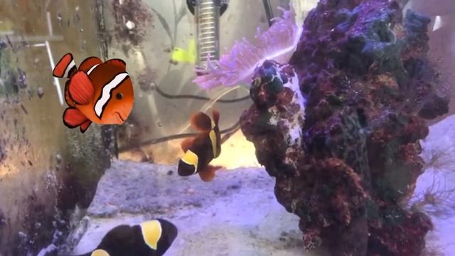 Разводные рыбы-клоуны Амфеприоны Оцеллярисы смотреть онлайн