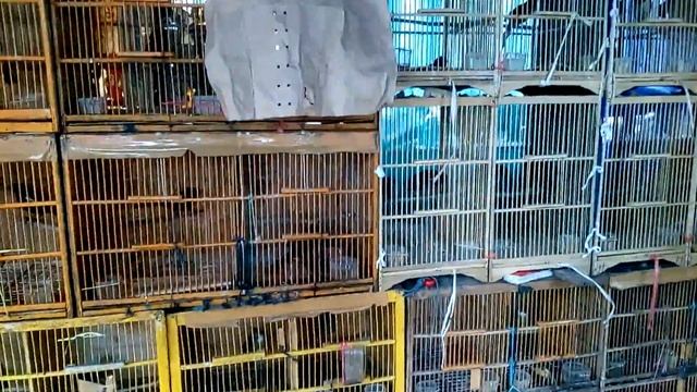 Song birds are sold illegally in Sukahaji Market, West Java on February 4th, 2018 смотреть онлайн
