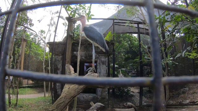 Парк птиц на Бали смотреть онлайн