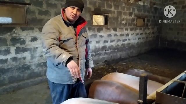Какая Порода Свиней Лучше Для Содержания в Наших Условиях ? смотреть онлайн