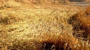 Уборка пшеницы озимой 6т/га