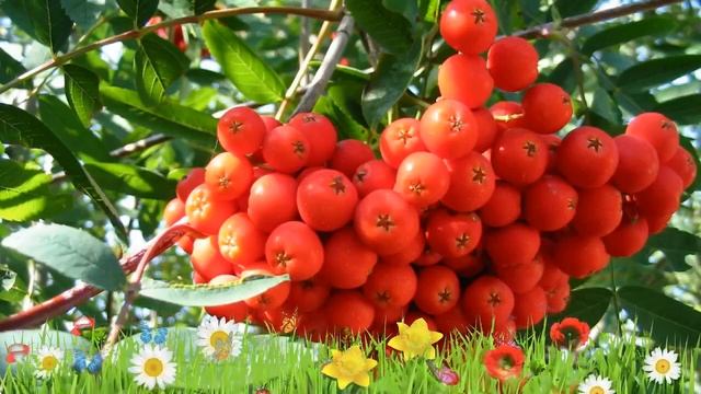 Рябина обыкновенная многоствольная ? Обзор: посадка и уход. крупномеры: описание и особенности смотреть онлайн