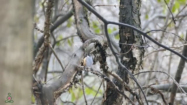 Успокаивающая музыка для нервов ? лечебная музыка для сердца и сосудов, релакс, музыка для души #24 смотреть онлайн