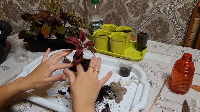 ЧЕРЕНКИ КОЛЕУСА ПОСАЖЕНЫ смотреть онлайн