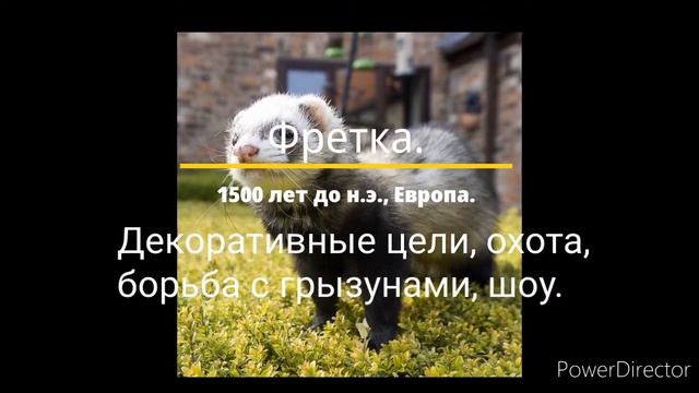 Сравнение : домашние животные. Влог о животных. смотреть онлайн