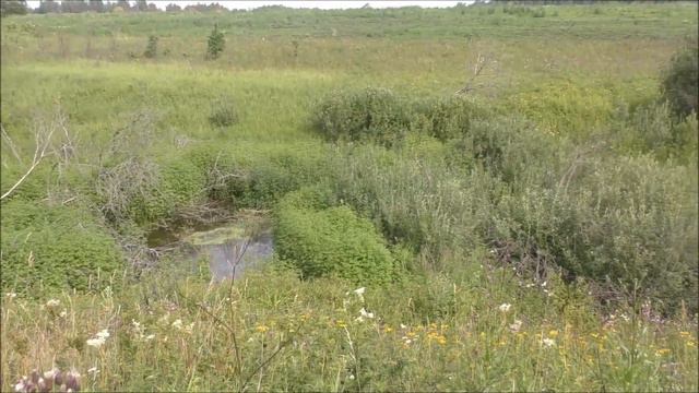 Охота на самца косули 2019. смотреть онлайн