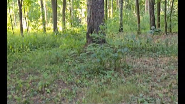 Поедатель иголок в красных лосинах - кузнечик Пилохвост сосновый. смотреть онлайн