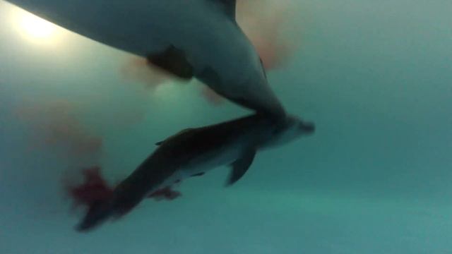 Приятная традиция рождение дельфинов в Одесском дельфинарии НЕМО!!! смотреть онлайн