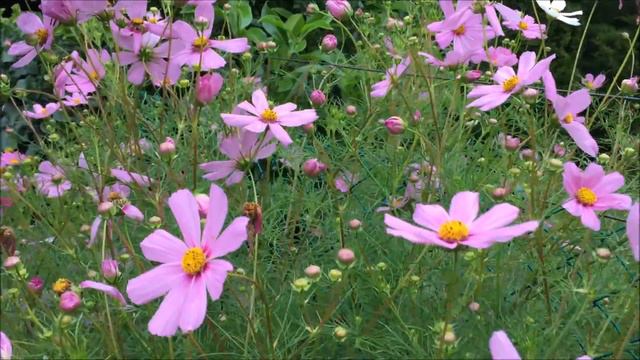Kerti Pillangóvirág - Cosmos bipinnatus смотреть онлайн