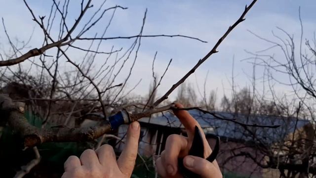 Весенняя прививка на волчки смотреть онлайн