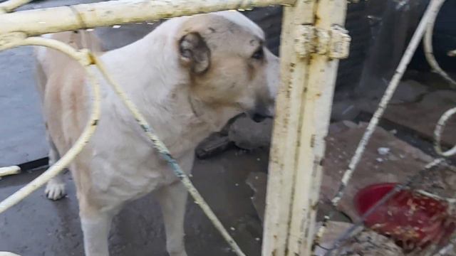 Хатар чемпион Таджикистан в супер тяжёлый вес🔥🔥Hatar champion Tajikistan 🇹🇯 смотреть онлайн