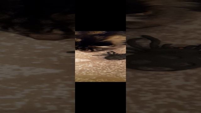 О боже ? уберите от меня это ?. Кот не восторге от новой игрушки.#мейн кун #паук #прикол смотреть онлайн