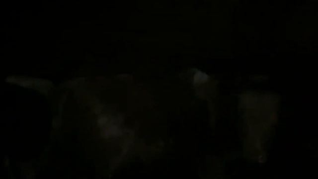 Купил племенных быков