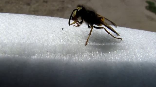 Безопасная оса смотреть онлайн