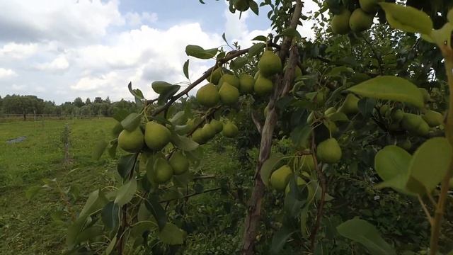 Августовская роса - удивительно урожайный сорт груши летнего созревания.. смотреть онлайн