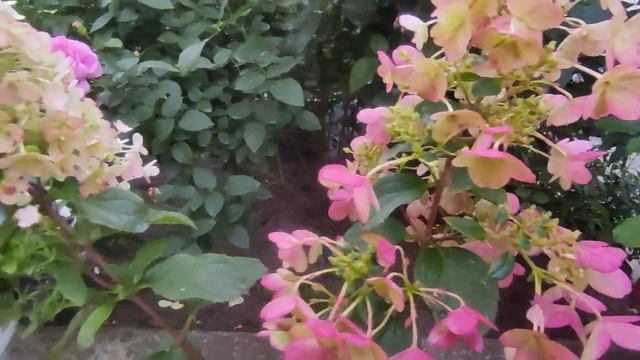 Гортензия метельчатая "Литтл Блоссом"/ Hydrangea paniculata Living "Little Blossom" ? смотреть онлайн