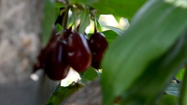 Николка саженец кизила