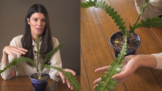 Disocactus anguliger (Epiphyllum anguliger) Houseplant Care — 220 of 365 смотреть онлайн