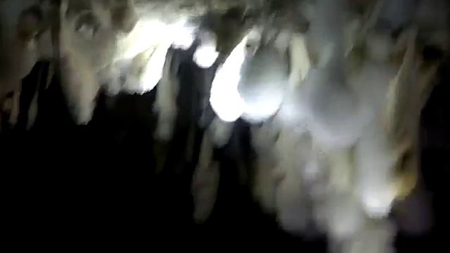 Летучая мышь. Кокон. Куплю дорого +996550809005 смотреть онлайн