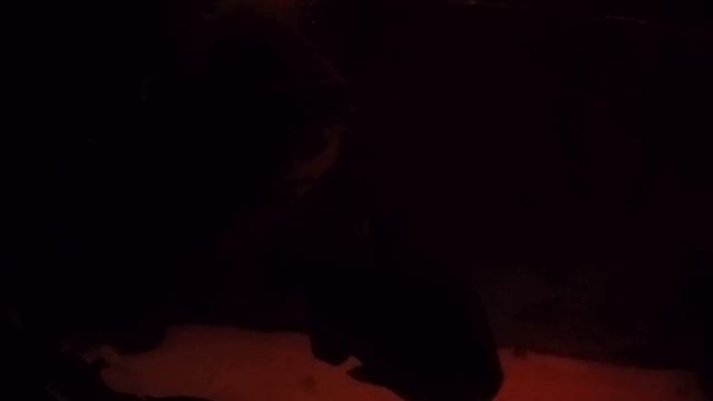 Пираньи тоже любят красную икру. Piranhas also like caviar смотреть онлайн