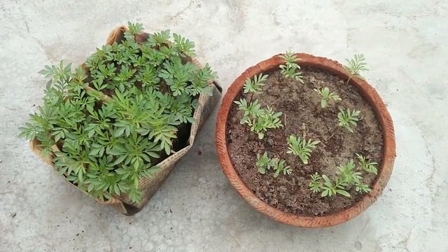 How to Grow Marigold from Seeds with 100% Success - Part 1 (Seed to Transplant) ! Grow Marigold смотреть онлайн