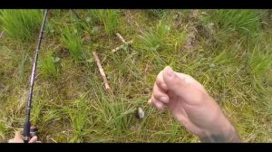 АМЕРИКАНСКИЕ канальные СОМИКИ НА ДОНКУ | Ловля сомиков на донку.