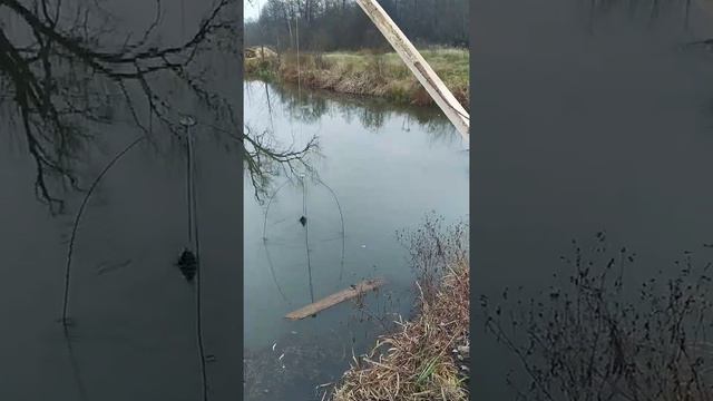 Ловим гольяна на пруду. Как быстро наловить живца смотреть онлайн