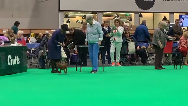 Crufts 2020 Russian dream Team doing us proud ! смотреть онлайн