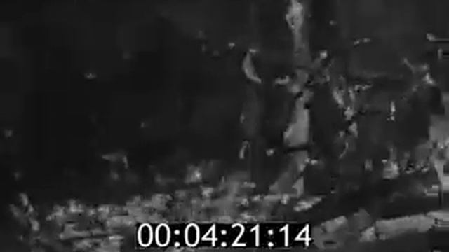 Национальный парк Марий Чодра, Марий Эл, 1974 год смотреть онлайн