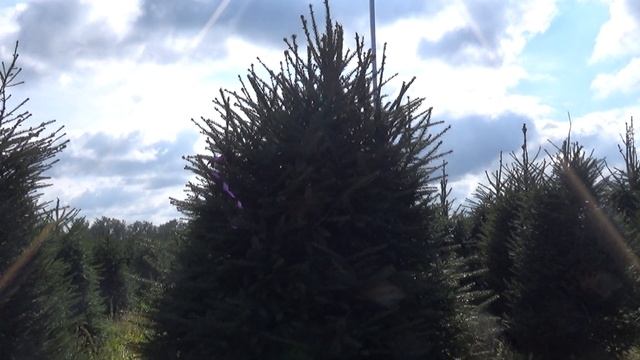 Новогодняя елка стриженая (срезанная) 05021 смотреть онлайн