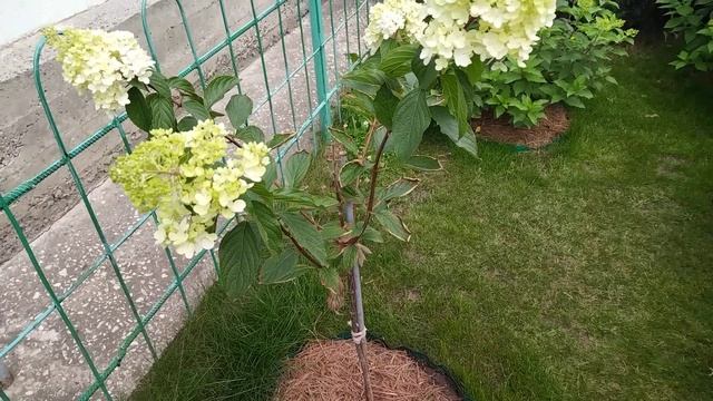 Гортензия Стар Розе, зацвела первая. смотреть онлайн