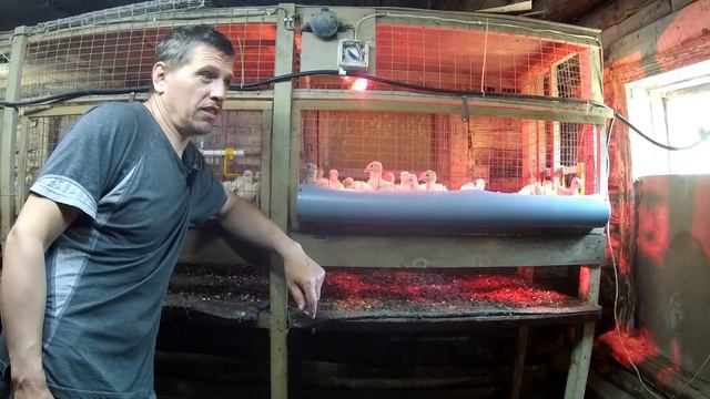 Три деревенских дня, основные дела и следующий этап в выращивании индюшат! смотреть онлайн