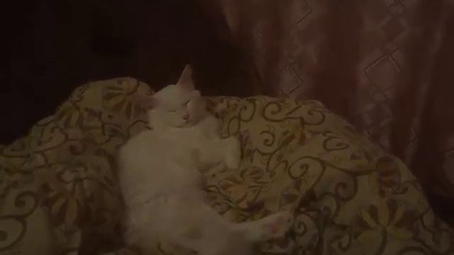 Почему нужно держать кошек подальше от открытого окна