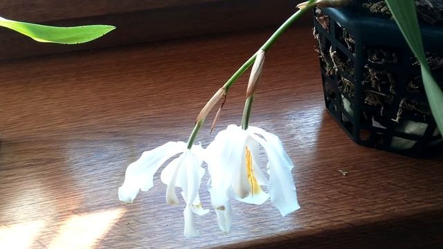 Цветени орхидеи ,,ЦЕЛОГИНА КРИСТАТА,,Coelogyne Cristata in bloom! смотреть онлайн