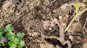 Что делать, если роза чернеет после зимы?