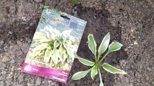 ХОСТЫ В САДУ - МОЯ КОЛЛЕКЦИЯ. ПРАВИЛА ПОСАДКИ ХОСТЫ В ОТКРЫТЫЙ ГРУНТ.