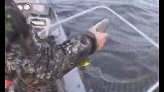 Рыбалка видео жерех смотреть онлайн