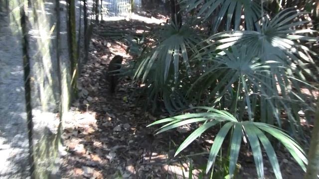 Jaguarundy, Belize Zoo. Ягуарунди, зоопарк, Белиз (390sp) смотреть онлайн