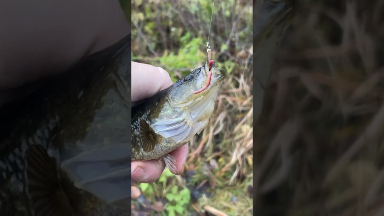 Что это за монстр ротан #ротан #рыбалкакстово #ротаннаживка смотреть онлайн